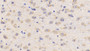 DAB staining on IHC-P; Samples: Mouse Cerebrum Tissue; Primary Ab: 20µg/ml Rabbit Anti-Mouse LCAT Antibody Second Ab: 2µg/mL HRP-Linked Caprine Anti-Rabbit IgG Polyclonal Antibody