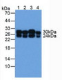 Western Blot; Sample: Lane1: Human A549 Cells; Lane2: Human MCF7 Cells; Lane3: Human Liver Tissue; Lane4: Human 293T Cells.