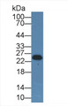 Western Blot; Sample: Human Milk; Primary Ab: 5μg/ml Rabbit Anti-Human CSN2 Antibody; Second Ab: 0.2µg/mL HRP-Linked Caprine Anti-Rabbit IgG Polyclonal Antibody;