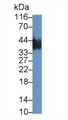 Western Blot; Sample: Human Milk; Primary Ab: 0.5μg/ml Rabbit Anti-Human CSN3 Antibody; Second Ab: 0.2µg/mL HRP-Linked Caprine Anti-Rabbit IgG Polyclonal Antibody;