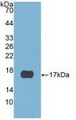 Western Blot; Sample: Recombinant CST6, Human.