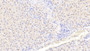 DAB staining on IHC-P; Samples: Human Liver Tissue; Primary Ab: 20μg/ml Rabbit Anti-Human CST6 Antibody Second Ab: 2µg/mL HRP-Linked Caprine Anti-Rabbit IgG Polyclonal Antibody