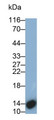 Western Blot; Sample: Recombinant protein.