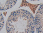 DAB staining on IHC-P; Samples: Mouse Testis Tissue; Primary Ab: 10µg/ml Rabbit Anti-Mouse DAPP1 Antibody Second Ab: 2µg/mL HRP-Linked Caprine Anti-Rabbit IgG Polyclonal Antibody