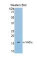 Western Blot; Sample: Recombinant protein.