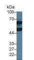 Western Blot; Sample: Porcine Cerebrum lysate; Primary Ab: 3µg/ml Rabbit Anti-Human DBR1 Antibody Second Ab: 0.2µg/mL HRP-Linked Caprine Anti-Rabbit IgG Polyclonal Antibody