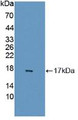 Western Blot; Sample: Recombinant GABARAPL2, Human.