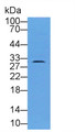 Western Blot; Sample: Human Hela cell lysate; ; Primary Ab: 2µg/ml Rabbit Anti-Human DDO Antibody; Second Ab: 0.2µg/mL HRP-Linked Caprine Anti-Rabbit IgG Polyclonal Antibody;