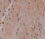 Udp-Glucose Glycoprotein Glucosyltransferase 1 (Uggt1) Polyclonal Antibody, Cat#CAU21766