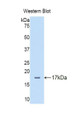 Western Blot; Sample: Recombinant protein.