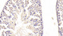 DAB staining on IHC-P; Samples: Mouse Testis Tissue;  Primary Ab: 10μg/ml Rabbit Anti-Mouse EPYC Antibody Second Ab: 2µg/mL HRP-Linked Caprine Anti-Rabbit IgG Polyclonal Antibody 
