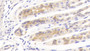 DAB staining on IHC-P; Samples: Mouse Stomach Tissue; Primary Ab: 20μg/ml Rabbit Anti-Mouse BGN Antibody Second Ab: 2µg/mL HRP-Linked Caprine Anti-Rabbit IgG Polyclonal Antibody