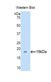 Western Blot; Sample: Recombinant protein.