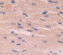 Elastin Microfibril Interface Located Protein 2 (Emilin2) Polyclonal Antibody, Cat#CAU21787