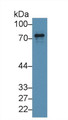 Western Blot; Sample: Human Hela cell lysate; Primary Ab: 2µg/ml Rabbit Anti-Human EPN1 Antibody Second Ab: 0.2µg/mL HRP-Linked Caprine Anti-Rabbit IgG Polyclonal Antibody