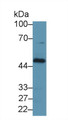 Western Blot; Sample: Human HepG2 cell lysate; Primary Ab: 1µg/ml Rabbit Anti-Human FcgRT Antibody Second Ab: 0.2µg/mL HRP-Linked Caprine Anti-Rabbit IgG Polyclonal Antibody