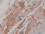 DAB staining on IHC-P; Samples: Mouse Skeletal muscle Tissue; Primary Ab: 10µg/ml Rabbit Anti-Mouse FES Antibody Second Ab: 2µg/mL HRP-Linked Caprine Anti-Rabbit IgG Polyclonal Antibody