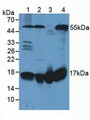 Western Blot; Sample: Lane1: Human Lung Tissue; Lane2: Human Hela Cells; Lane3: Rat Heart Tissue; Lane4: Rat Brain Tissue.