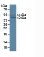 Western Blot; Sample: Lane1: Human K562 Cells; Lane2: Mouse Brain Tissue.