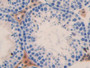 DAB staining on IHC-P; Samples: Mouse Testis Tissue; Primary Ab: 10µg/ml Rabbit Anti-Mouse FOSL1 Antibody Second Ab: 2µg/mL HRP-Linked Caprine Anti-Rabbit IgG Polyclonal Antibody