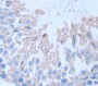 Fibrous Sheath Interacting Protein 1 (Fsip1) Polyclonal Antibody, Cat#CAU21804