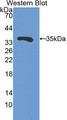 Western Blot; Sample: Recombinant protein.