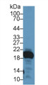 Western Blot; Sample: Mouse Stomach lysate; Primary Ab: 1µg/ml Rabbit Anti-Rat GKN2 Antibody Second Ab: 0.2µg/mL HRP-Linked Caprine Anti-Rabbit IgG Polyclonal Antibody