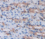 Gastrokine 2 (Gkn2) Polyclonal Antibody, Cat#CAU21815