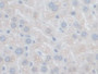 DAB staining on IHC-P; Samples: Mouse Liver Tissue; Primary Ab: 10µg/ml Rabbit Anti-Mouse GFER Antibody Second Ab: 2µg/mL HRP-Linked Caprine Anti-Rabbit IgG Polyclonal Antibody
