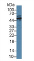 Western Blot; Sample: Human 293T cell lysate; Primary Ab: 2µg/ml Rabbit Anti-Mouse GLS Antibody Second Ab: 0.2µg/mL HRP-Linked Caprine Anti-Rabbit IgG Polyclonal Antibody