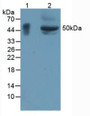 Western Blot; Sample: Lane1: Rat Large Intestine Tissue; Lane2: Mouse Small Intestine Tissue.