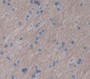 Used in DAB staining on fromalin fixed paraffin- embedded Kidney tissue