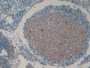 DAB staining on IHC-P; Samples: Mouse Ovary Tissue; Primary Ab: 10µg/ml Rabbit Anti-Mouse HAP1 Antibody Second Ab: 2µg/mL HRP-Linked Caprine Anti-Rabbit IgG Polyclonal Antibody