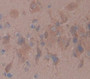 Hepatocyte Growth Factor Activator (Hgfac) Polyclonal Antibody, Cat#CAU21837