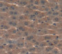 Hepatocyte Growth Factor Activator (Hgfac) Polyclonal Antibody, Cat#CAU21838