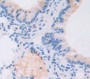 T-Box Protein 3 (Tbx3) Polyclonal Antibody, Cat#CAU21845