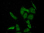 FITC staining on IF; Samples: Human HepG2 Cells;  Primary Ab: 20µg/ml Rabbit Anti-Human TBX3 Antibod