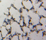 Used in DAB staining on fromalin fixed paraffin-embedded Lung tissue