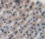 Isocitrate Dehydrogenase 1, Soluble (Idh1) Polyclonal Antibody, Cat#CAU21849