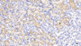 DAB staining on IHC-P; Samples: Mouse Kidney Tissue;  Primary Ab: 20μg/ml Rabbit Anti-Mouse IDH1 Antibody Second Ab: 2µg/mL HRP-Linked Caprine Anti-Rabbit IgG Polyclonal Antibody 