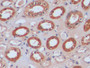 DAB staining on IHC-P; Samples: Human Kidney Tissue; Primary Ab: 10µg/ml Rabbit Anti-Human IDH1 Antibody Second Ab: 2µg/mL HRP-Linked Caprine Anti-Rabbit IgG Polyclonal Antibody