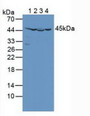 Western Blot; Sample: Lane1: Human Lung Tissue; Lane2: Human Jurkat Cells; Lane3: Porcine Heart Tissue; Lane4: Porcine Liver Tissue.