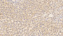 DAB staining on IHC-P; Samples: Rat Liver Tissue;  Primary Ab: 30µg/ml Rabbit Anti-Rat IDS Antibody Second Ab: 2µg/mL HRP-Linked Caprine Anti-Rabbit IgG Polyclonal Antibody 