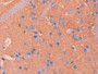 DAB staining on IHC-P; Samples: Mouse Cerebrum Tissue;  Primary Ab: 20µg/ml Rabbit Anti-Mouse IL18BP