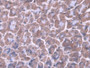 DAB staining on IHC-P; Samples: Mouse Stomach Tissue; Primary Ab: 20µg/ml Rabbit Anti-Mouse IPF Antibody Second Ab: 2µg/mL HRP-Linked Caprine Anti-Rabbit IgG Polyclonal Antibody