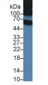 Western Blot; Sample: Rat Serum; Primary Ab: 1µg/ml Rabbit Anti-Rat ITIH1 Antibody Second Ab: 0.2µg/mL HRP-Linked Caprine Anti-Rabbit IgG Polyclonal Antibody