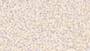 DAB staining on IHC-P; Samples: Rat Liver Tissue; Primary Ab: 20μg/ml Rabbit Anti-Rat ITIH4 Antibody Second Ab: 2µg/mL HRP-Linked Caprine Anti-Rabbit IgG Polyclonal Antibody