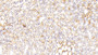 DAB staining on IHC-P. Samples: Rat Tissue)