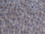DAB staining on IHC-P; Samples: Mouse Liver Tissue; Primary Ab: 20µg/ml Rabbit Anti-Mouse ITIH4 Antibody Second Ab: 2µg/mL HRP-Linked Caprine Anti-Rabbit IgG Polyclonal Antibody