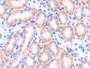 DAB staining on IHC-P; Samples: Mouse Kidney Tissue; Primary Ab: 10µg/ml Rabbit Anti-Mouse ITIH5 Antibody Second Ab: 2µg/mL HRP-Linked Caprine Anti-Rabbit IgG Polyclonal Antibody